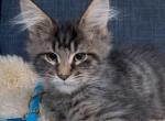 Pepper - Maine Coon Kitten For Sale - 