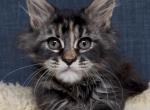 Elena - Maine Coon Kitten For Sale - Jackson, TN, US