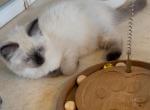 Princess Lea - Ragdoll Kitten For Sale - 