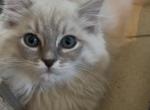 Simone - Ragdoll Kitten For Sale - 