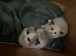 Sammie - Ragdoll Kitten For Sale - San Diego, CA, US