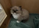 Eliza - Ragdoll Kitten For Sale - San Diego, CA, US