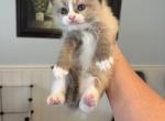 Dido - Ragdoll Kitten For Sale - San Diego, CA, US