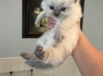 Princess lovebug - Ragdoll Kitten For Sale - San Diego, CA, US
