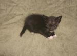 Oreo - Domestic Kitten For Sale - 