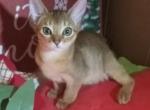 Miss CupCake Kitten - Abyssinian Kitten For Sale - Plymouth, WI, US