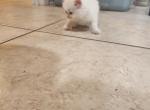 Winter - Persian Kitten For Sale