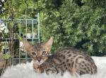 Red F7 - Savannah Kitten For Sale - 