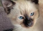 Dax - Siamese Kitten For Adoption - 