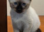 Leo - Siamese Kitten For Adoption - 
