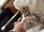 thosi - Bengal Kitten For Sale - 