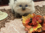 Bella - Himalayan Kitten For Sale - Midland, NC, US