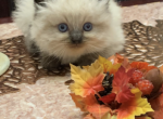 Max - Himalayan Kitten For Sale - Midland, NC, US