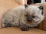 Daisy - Himalayan Kitten For Sale - 