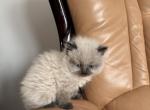 Rose - Himalayan Kitten For Sale