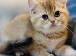 NEMO - British Shorthair Kitten For Sale - 