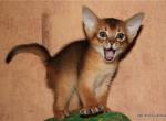 Gera - Abyssinian Kitten For Sale - Palm Coast, FL, US
