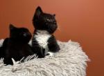 Japanese bobtail  kitten 300 Siamese kittens - Japanese Bobtail Kitten For Sale - 