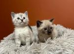 Blue eyes Siamese cats  Siamese kittens - Siamese Kitten For Sale - 