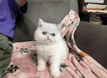 Exotic white Emma girl - Exotic Kitten For Sale - Miami, FL, US