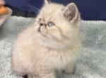 Exotic shorthair boy himalayan - Exotic Kitten For Sale - Miami, FL, US