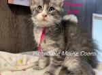 Aries - Maine Coon Kitten For Sale - Rogersville, MO, US