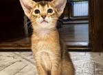 Bridjit - Abyssinian Kitten For Sale - Norwalk, CT, US