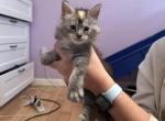 Elfie Purebred Maine Coon - Maine Coon Kitten For Sale - 