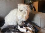 Beautiful Boy - Himalayan Kitten For Sale - CA, US