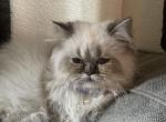 Pretty Boy - Himalayan Kitten For Sale - 