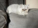 Snowflake - Himalayan Kitten For Sale - 