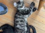 Highlander Kittens - Highlander Kitten For Sale