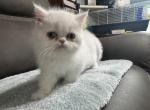 Exotic kitten white girl - Exotic Kitten For Sale - Miami, FL, US