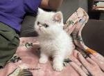 Persian exotic shorthair - Persian Kitten For Sale - Miami, FL, US