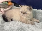 Himalayan exotic shorthair - Himalayan Kitten For Sale - Miami, FL, US