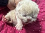 Exotic litter newborns - Exotic Kitten For Sale - Miami, FL, US