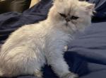 Snow - Himalayan Kitten For Sale - CA, US