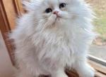 Layla - Maine Coon Kitten For Sale - 