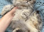 George - Selkirk Rex Kitten For Sale - 