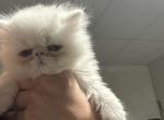 Lili - Persian Kitten For Sale - 