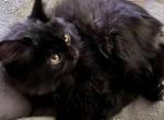 Black Beauty - Himalayan Kitten For Adoption - 