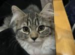 Macan - Turkish Angora Kitten For Sale - 