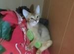 Ruddy Girl Ready Now for loving home - Abyssinian Kitten For Sale - Plymouth, WI, US