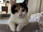 Sandy - American Shorthair Kitten For Sale - Middle Vlg, NY, US