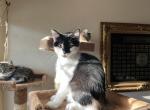Bonnie - Domestic Kitten For Sale - 
