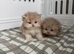 Sultana - British Shorthair Kitten For Sale - 