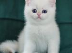 Blue and Pink - British Shorthair Kitten For Sale - 