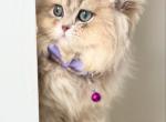 Maya - Exotic Kitten For Sale/Service - 