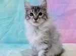Lucky - Kurilian Bobtail Kitten For Sale