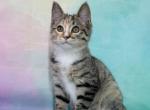 Lola - Kurilian Bobtail Kitten For Sale